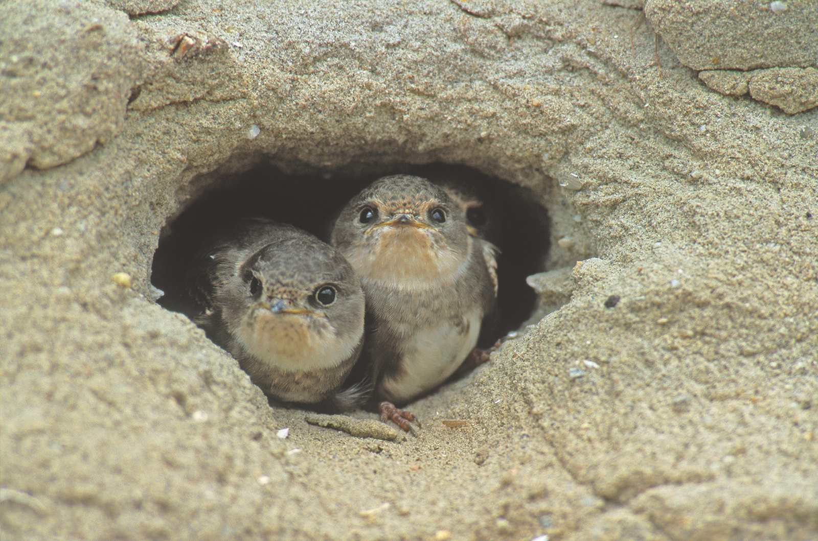 Oeverzwaluwen in nestopening